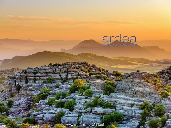 : Limestone rock formations at sunset, El Torcal nature : Limestone rock formations at sunset, El Torcal nature