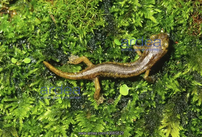 : Limestone Salamander : Limestone Salamander