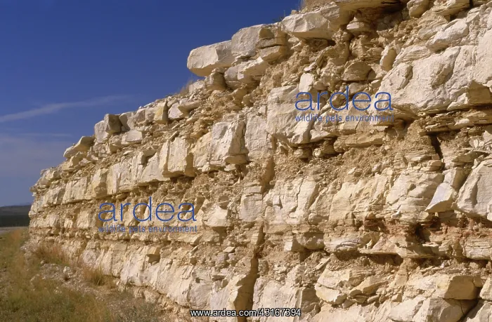 : Limestone and Siltstone : Limestone and Siltstone
