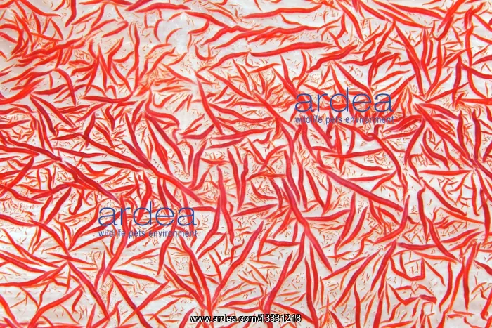 : Limestone skeleton of the Klunzinger soft coral : Limestone skeleton of the Klunzinger soft coral