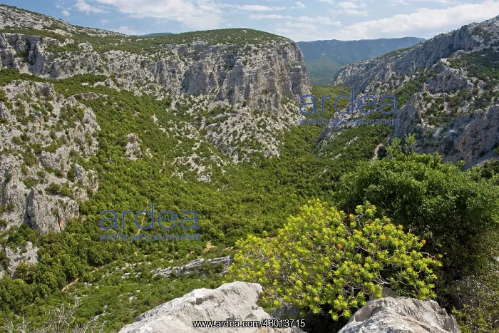 : Limestone Supramonte Mountains with Tree Spurge : Limestone Supramonte Mountains with Tree Spurge