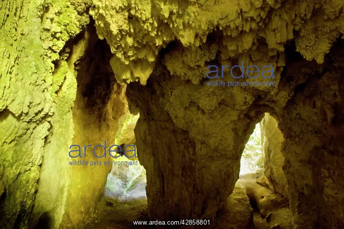 : Limestone Tunnel - a narrow path, which forks in : Limestone Tunnel - a narrow path, which forks in