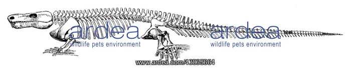: Limnoscelis, Reptile-Like Cenoozic Amphibian : Limnoscelis, Reptile-Like Cenoozic Amphibian