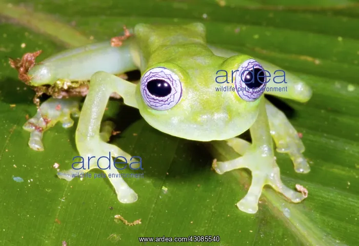 : Limon Giant Glass Frog : Limon Giant Glass Frog