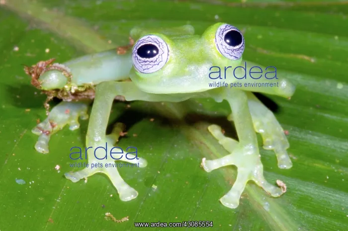: Limon Giant Glass Frog : Limon Giant Glass Frog