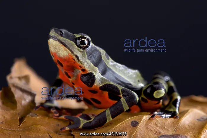 : The Limon harlequin frog (Atelopus sp Limon) is : The Limon harlequin frog (Atelopus sp Limon) is