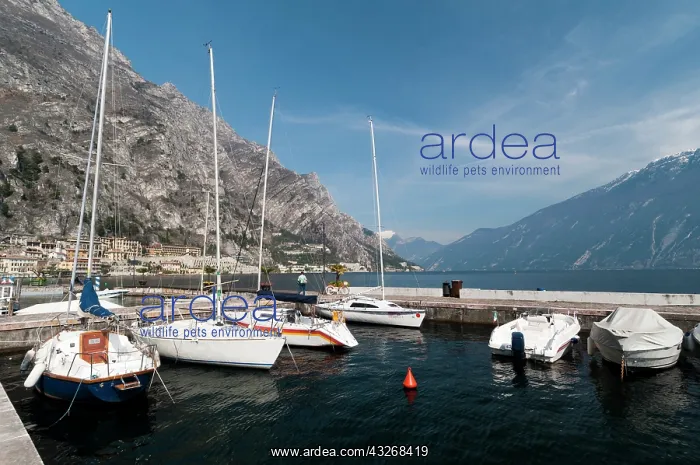 : Limone del Garda, Lago di Garda, Lombardia : Limone del Garda, Lago di Garda, Lombardia