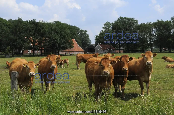 : limousin : limousin