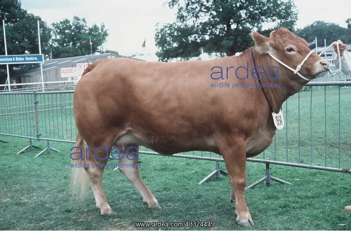 : LIMOUSIN BEEF COW - at show : LIMOUSIN BEEF COW - at show