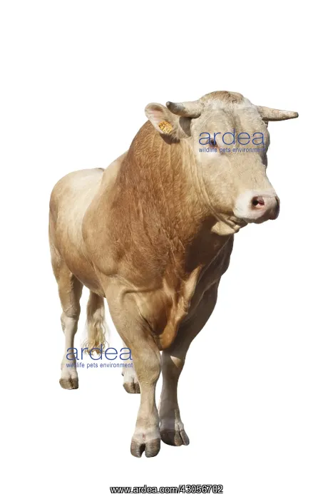 : A Limousin bull : A Limousin bull