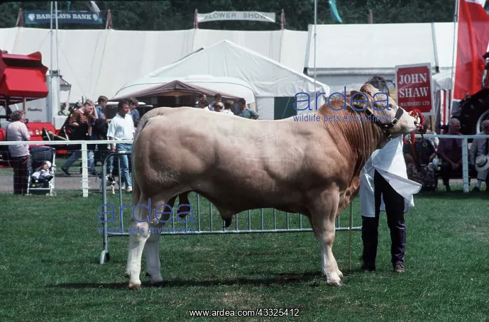 : LIMOUSIN BULL COW : LIMOUSIN BULL COW