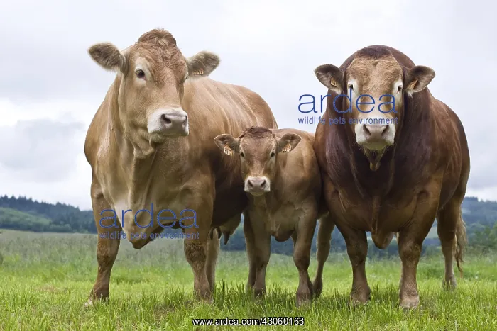 : Limousin bull with cow and calf in a meadow France : Limousin bull with cow and calf in a meadow France