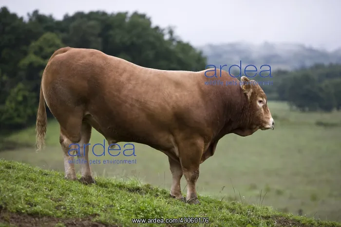 : Limousin bull in a hilly meadow France : Limousin bull in a hilly meadow France
