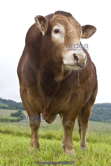 : Limousin bull with a ring in the nostrils France : Limousin bull with a ring in the nostrils France