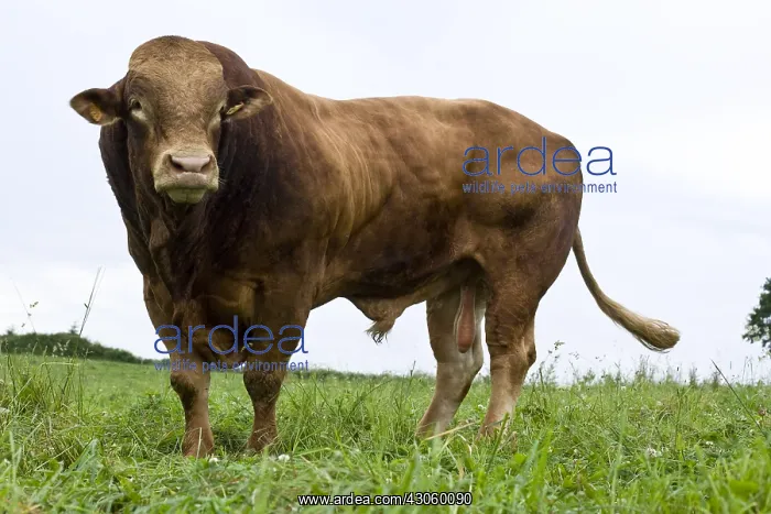 : Limousin bull standing in a meadow France : Limousin bull standing in a meadow France