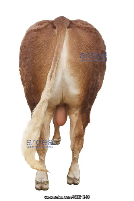 : Limousin bull in the studio from the back : Limousin bull in the studio from the back