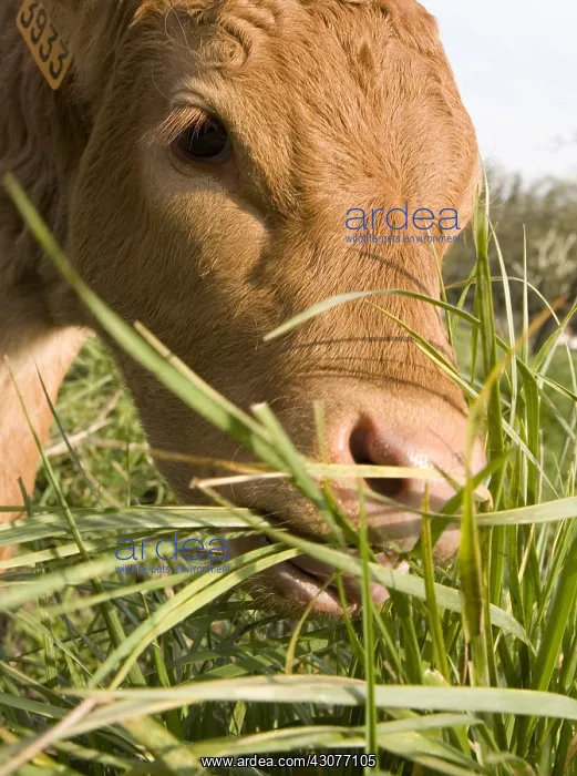 : Limousin calf eating grass France : Limousin calf eating grass France