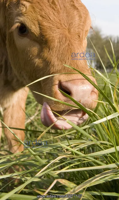 : Limousin calf eating grass France : Limousin calf eating grass France