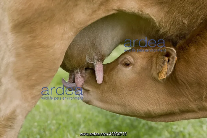 : Limousin calf sucking her mother in the meadow France : Limousin calf sucking her mother in the meadow France