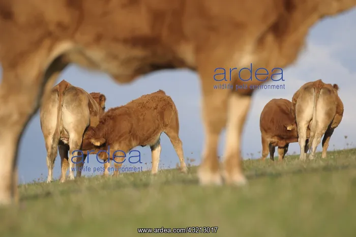 : Limousin calves suckling and heifer at the forefront France : Limousin calves suckling and heifer at the forefront France