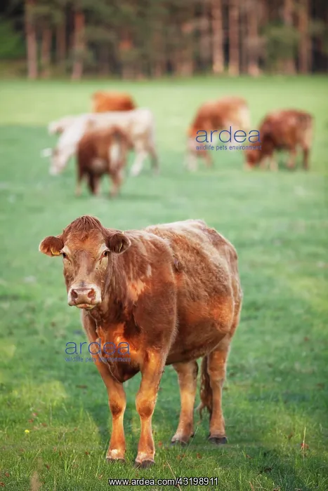 : Limousin cattle in a meadow, Rankwitz, Usedom, Mecklenburg-W : Limousin cattle in a meadow, Rankwitz, Usedom, Mecklenburg-W