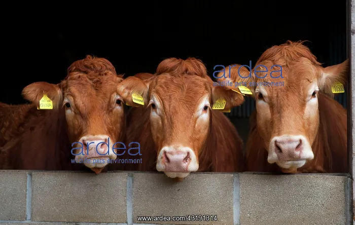 : Limousin cattle, purebred, livestock, domestic animals : Limousin cattle, purebred, livestock, domestic animals