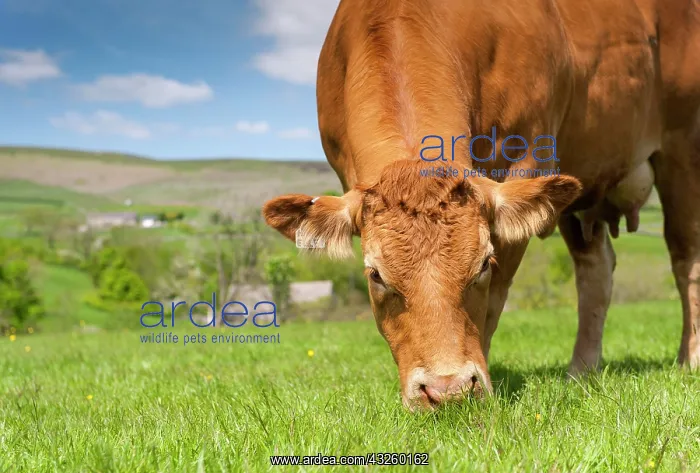 : Limousin cattle, purebred, livestock, domestic animals : Limousin cattle, purebred, livestock, domestic animals