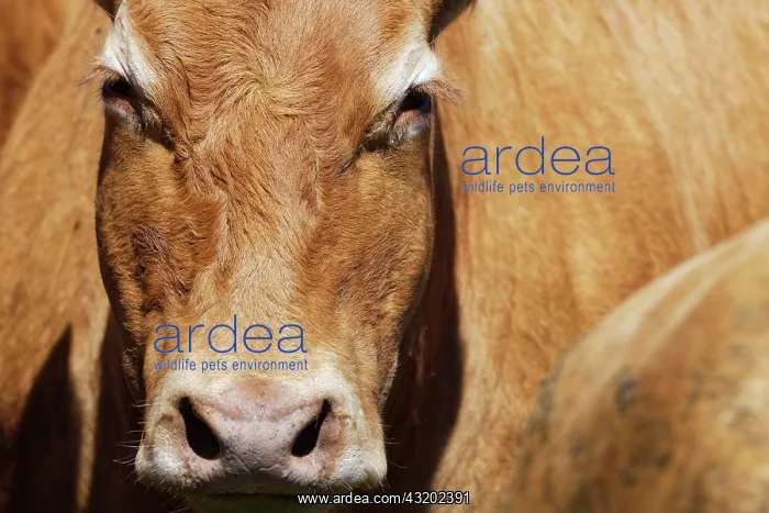: Limousin cattle, St.Hubert, Kempen, North Rhine-Westphalia : Limousin cattle, St.Hubert, Kempen, North Rhine-Westphalia