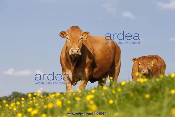 : Limousin cow and calf in a meadow dotted with Buttercup : Limousin cow and calf in a meadow dotted with Buttercup