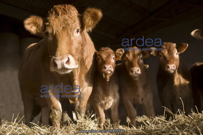  : Limousin cow and calves in a stalling France
