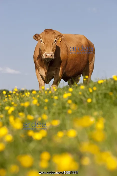 : Limousin cow in a meadow dotted with Buttercup France : Limousin cow in a meadow dotted with Buttercup France