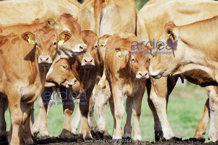 : Limousin cow, St.Hubert, Kempen, NRW, Germany, Europe : Limousin cow, St.Hubert, Kempen, NRW, Germany, Europe