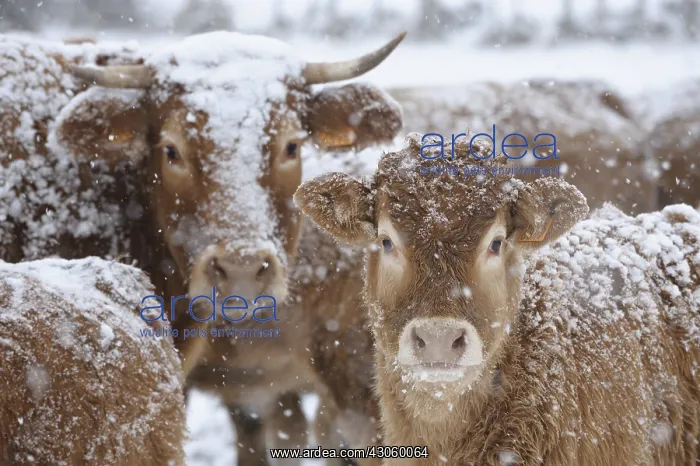  : Limousin cows with their calves in the snow Lozere France