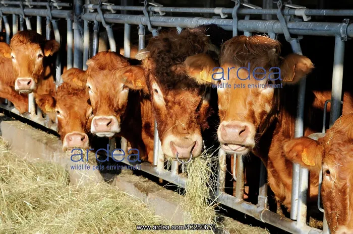 : Limousin cows eating hay - Vosges du Nord France : Limousin cows eating hay - Vosges du Nord France