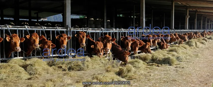 : Limousin cows eating hay - Vosges du Nord France : Limousin cows eating hay - Vosges du Nord France