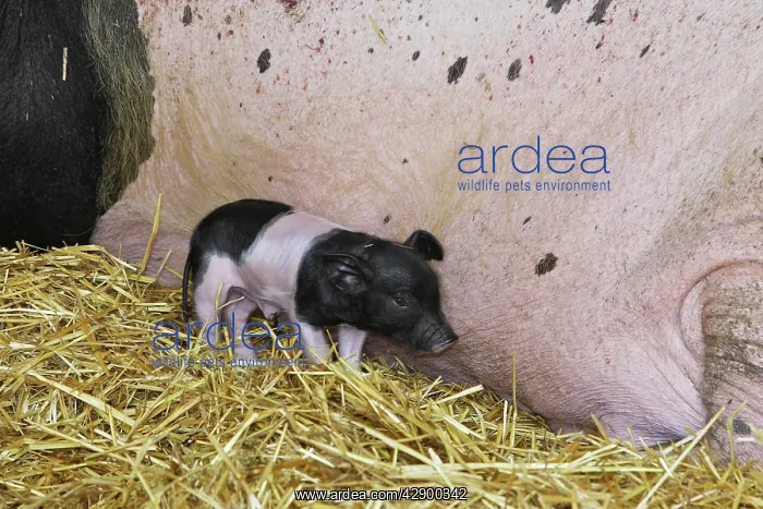: Limousin Pig - piglet : Limousin Pig - piglet