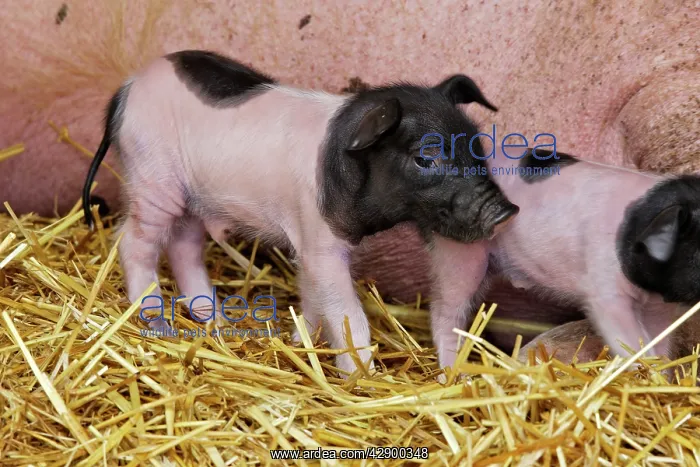 : Limousin Pig - piglet four days old : Limousin Pig - piglet four days old