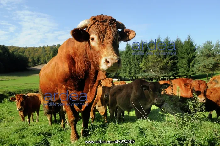 : Limousine Bull and Cows in a meadow - Northern Vosges France : Limousine Bull and Cows in a meadow - Northern Vosges France