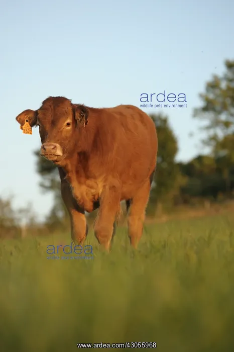 : Limousine calf resting in a meadow France Lozere : Limousine calf resting in a meadow France Lozere