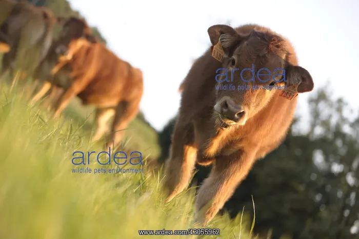 : Limousine calf watching in a meadow France Lozere : Limousine calf watching in a meadow France Lozere