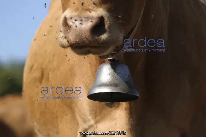  : Limousine cow with a bell and flies France