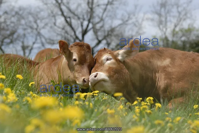 : Limousine Cow and calf in dandelions field France : Limousine Cow and calf in dandelions field France