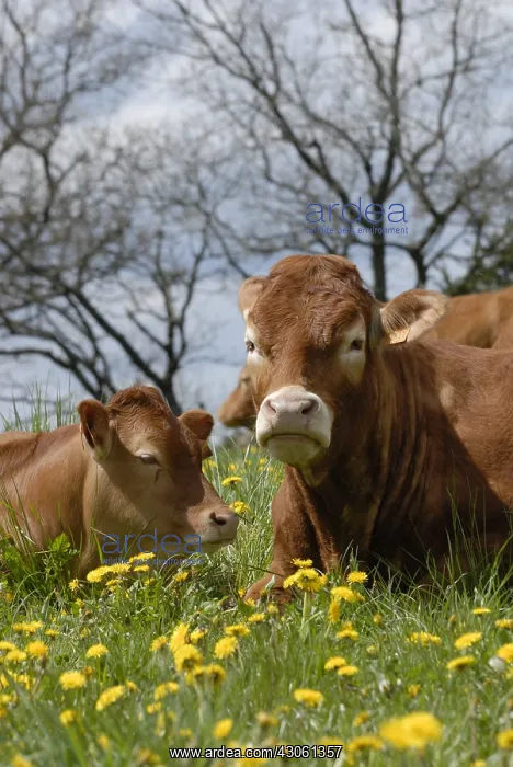 : Limousine Cow and calf in dandelions field France : Limousine Cow and calf in dandelions field France