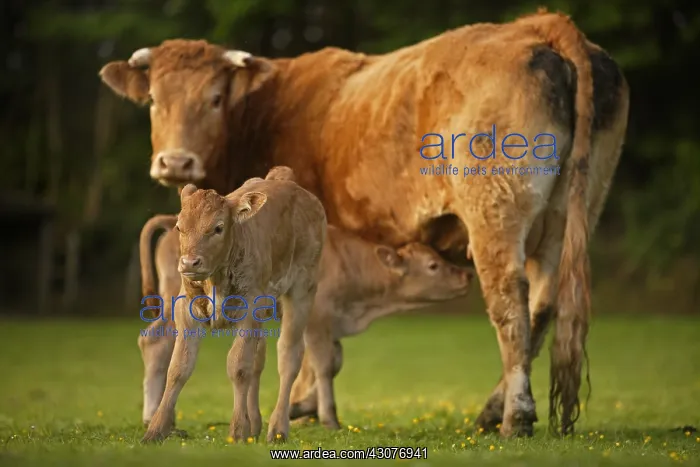 : Limousine cow and its calf Normandy France