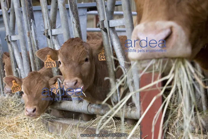 : Limousine cow and calves in the trough eating hay : Limousine cow and calves in the trough eating hay