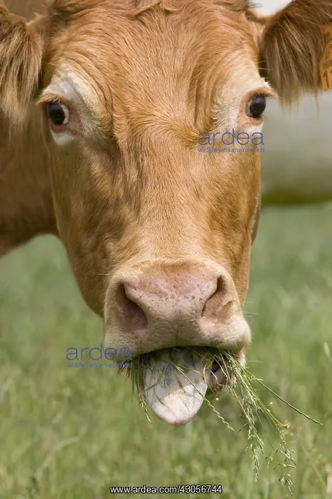 : Limousine cow eating grass in the meadow : Limousine cow eating grass in the meadow