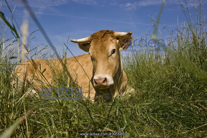 : Limousine cow lying in the grass meadow in France : Limousine cow lying in the grass meadow in France
