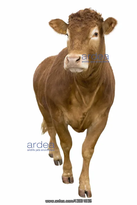 : Limousine cow front shot in studio : Limousine cow front shot in studio