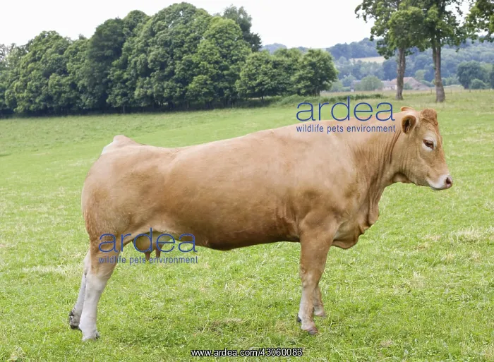  : Limousine cow standing in a meadow France