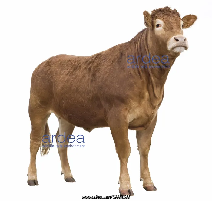 : Limousine cow in studio : Limousine cow in studio